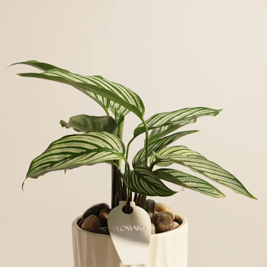 Unique Calathea Vittata Plant Vase