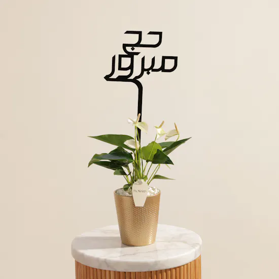 Blessed Hajj White Anthurium Plant