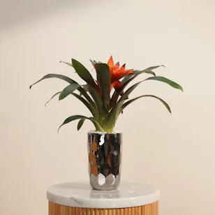 Orange Guzmania Plant  