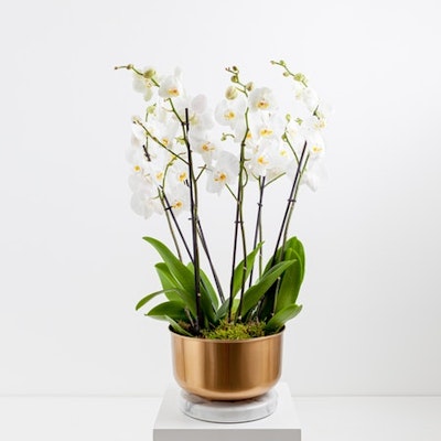 3 White Orchid Plants | Gold Pot