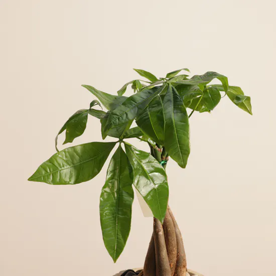 Fancy Green Pachira Aquatica Plant
