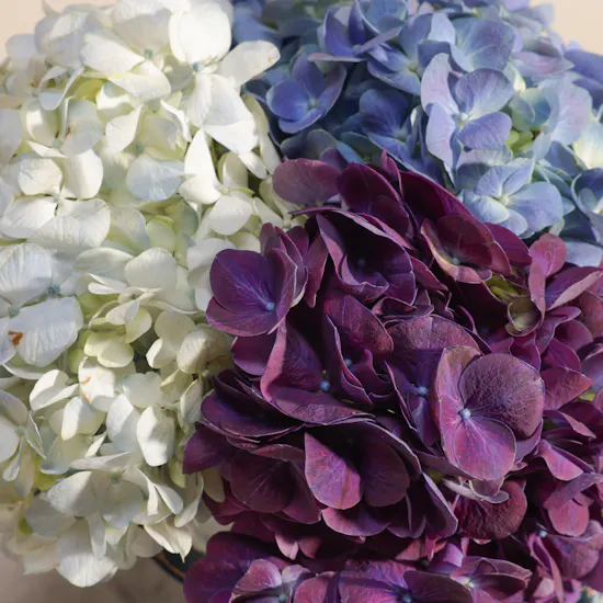 Whispers of Romance Hydrangea Vase