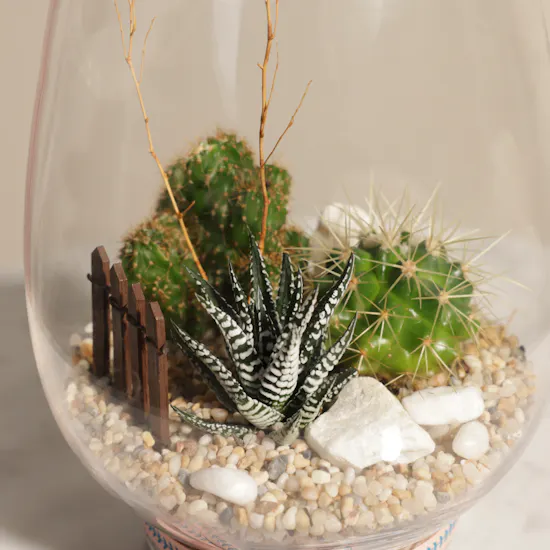 Charming Little Desert | Open Terrarium