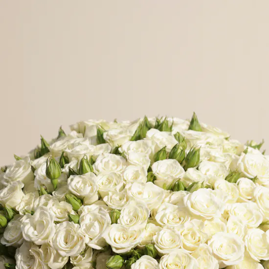 Angelic White Baby Rose Vase