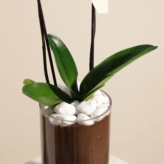 Father's Day Gentle Blue Orchid Plant