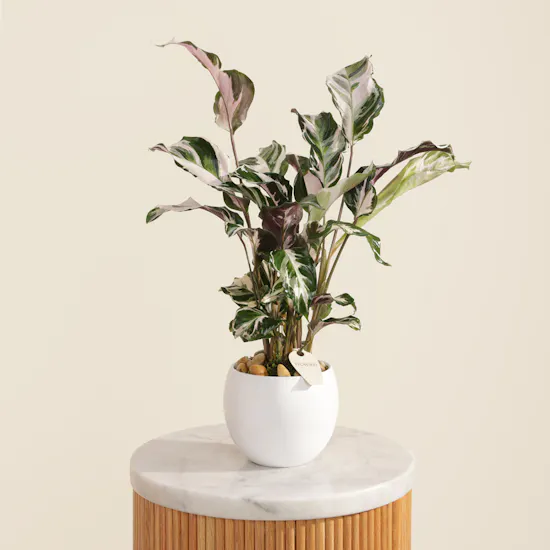 Soft Calathea Stella Plant