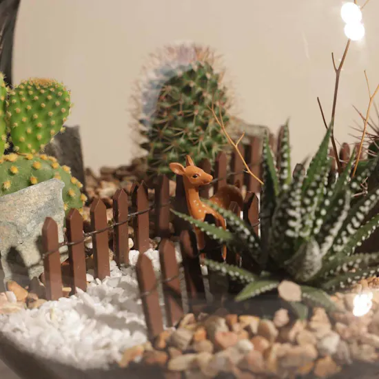 Delightful Mini Desert | Open Terrarium