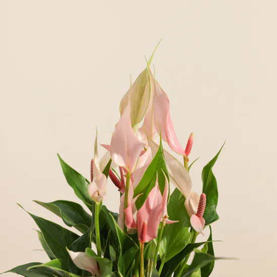 Elegant Pink Anthurium Plant Vase
