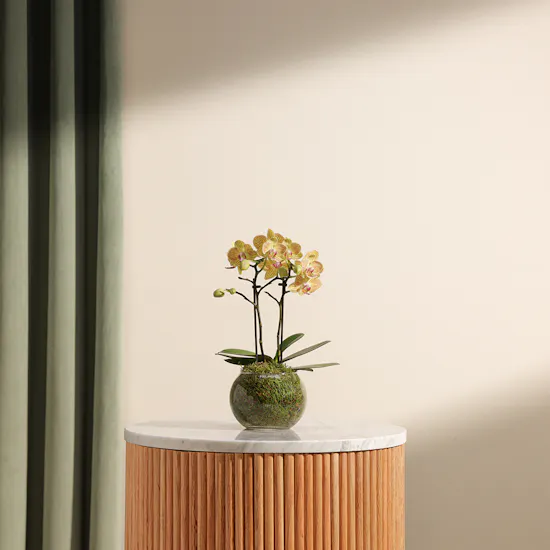 Little Multiflora Orchid Plant