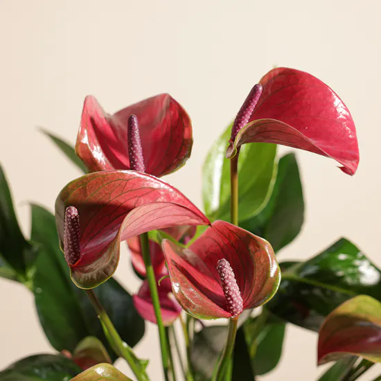 The Purple Anthurium