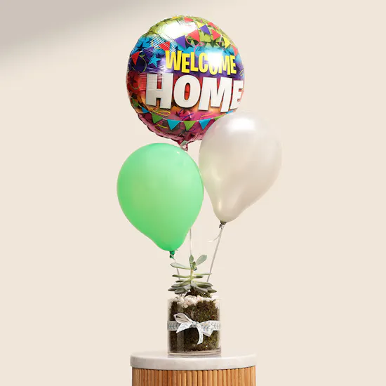 Green Echeveria Plant | Welcome Home Balloon