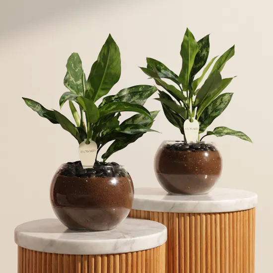 Peaceful Duo Aglaonema Maria Plants Vase