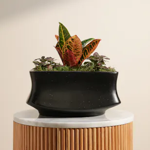 Codiaeum Variegatum Petra and Fittonia Joly Josan Duo Plants