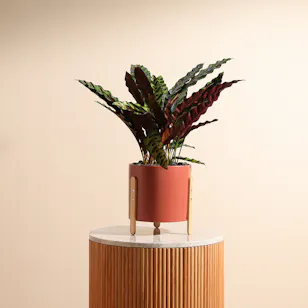 Calathea Lancifolia Plant | Metal Vase