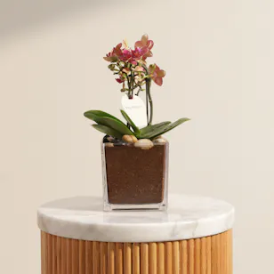 Small Pink Orange Phalaenopsis Plant