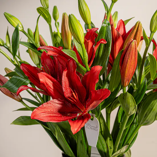 Red Lily Vase | 10 Flowers