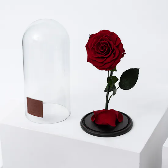 Preserved Rose | Glass Dome