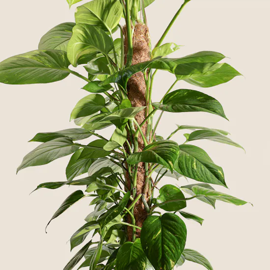 Astounding Big Epipremnum Plant