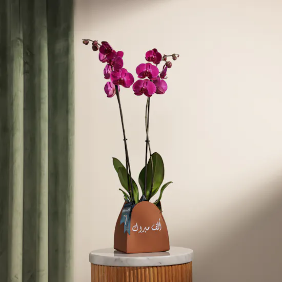 Purple Orchid | Alf Mabrook