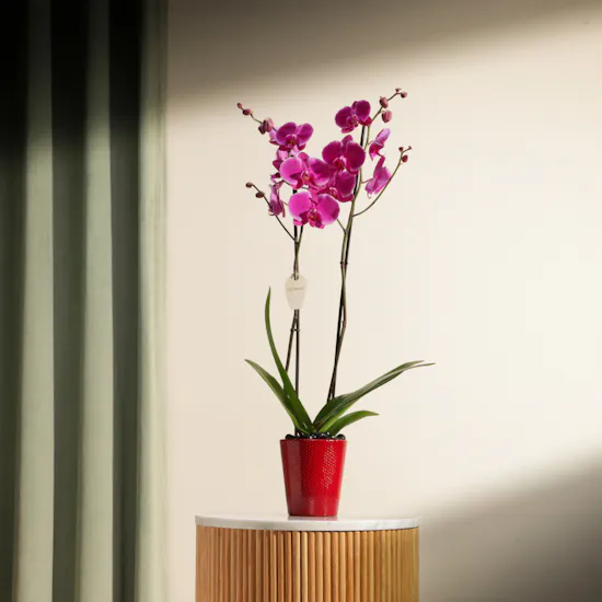Astounding Purple Orchid Plant