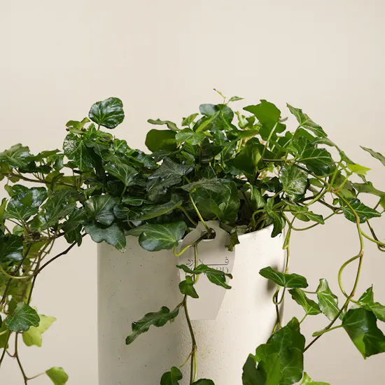 Emerald Hedera Plant Vase