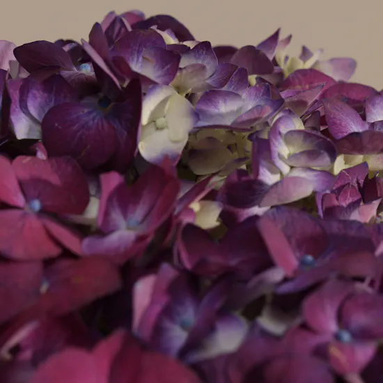 Warm Purple Hydrangea Vase