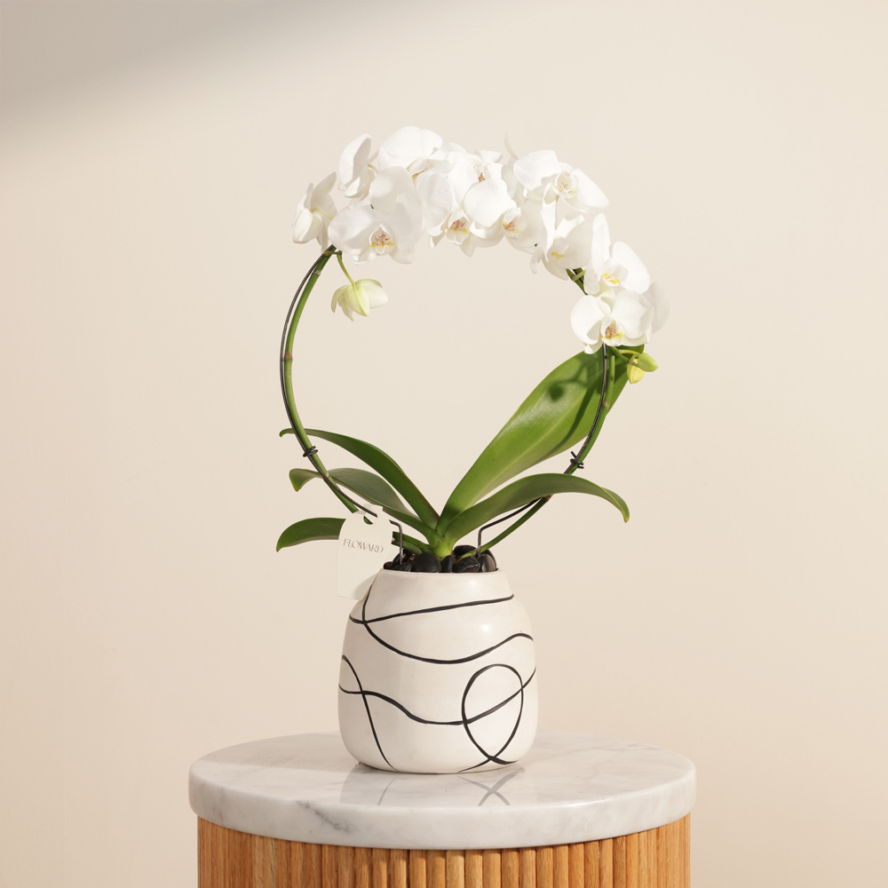 نبات فالينوبسيس أبيض متألق على شكل قوس