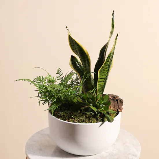 Trio Plants Arrangement