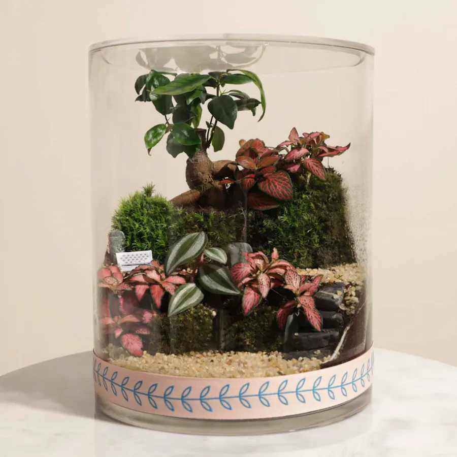 Ficus Bonsai Garden | Closed Terrarium  1