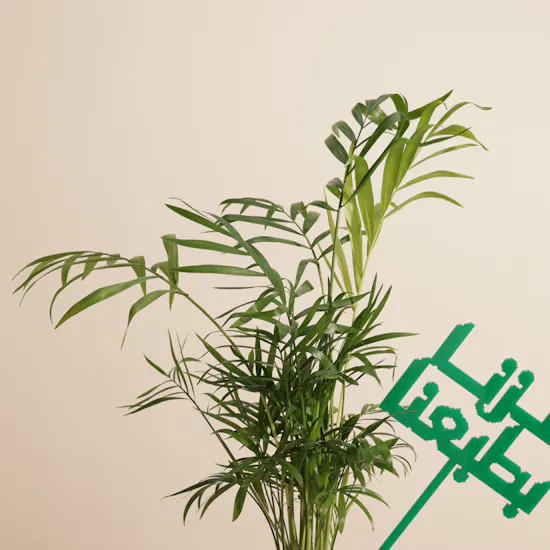نبات شاميدوريا جذور المجد