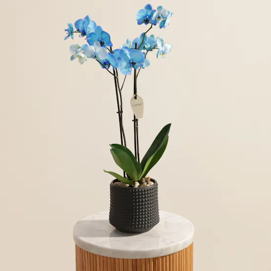 Majestic Tall Blue Phalaenopsis Orchid Plant