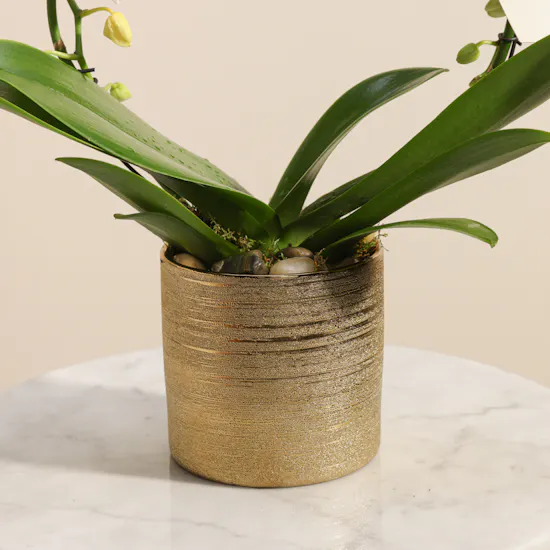 Artistic White Infinity Circle Phalaenopsis Plant