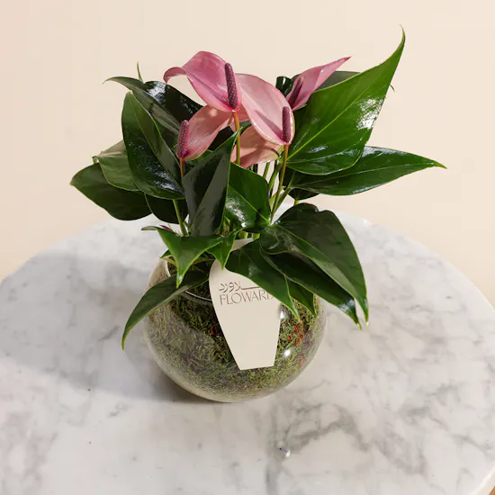 Mini Purple Anthurium