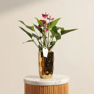 Bright Purple Anthurium Plant