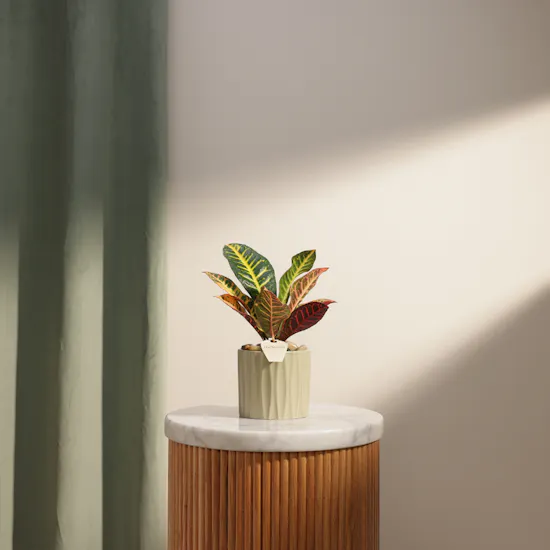 Glam Codiaeum Petra Palnt