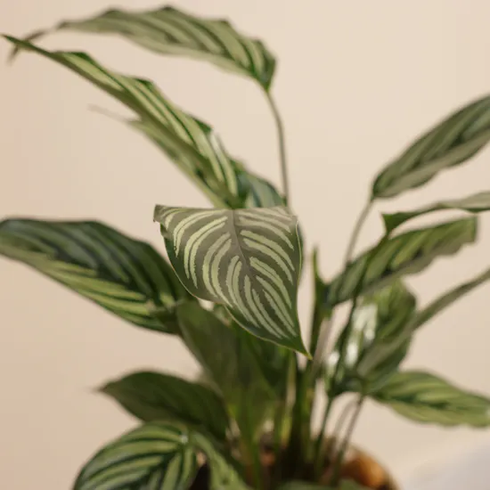 Unique Calathea Vittata Plant
