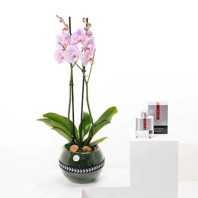 Pink Orchid Plant | Perfume