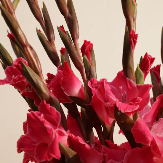 Gladiolus La Zamora | Flowers Bouquet