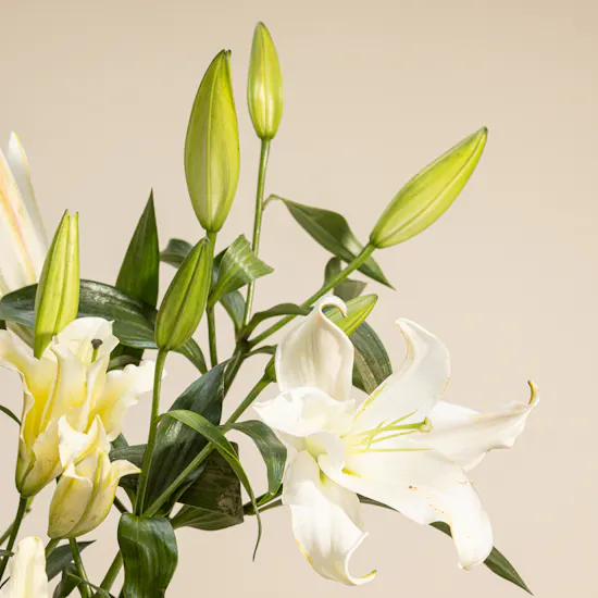 Nno Java White Lily Vase