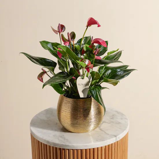 Purple Charm Anthurium Plant