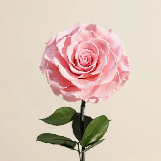 Pink Single Preserved Rose Dome