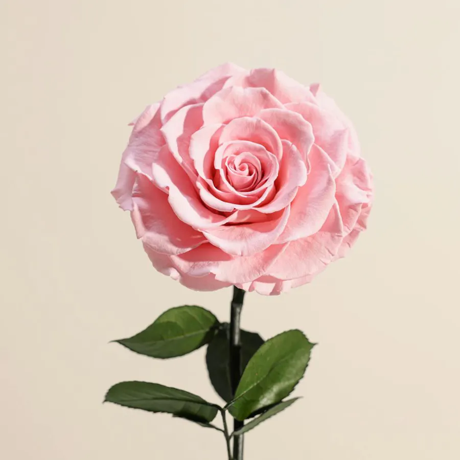 Pink Single Preserved Rose Dome  4