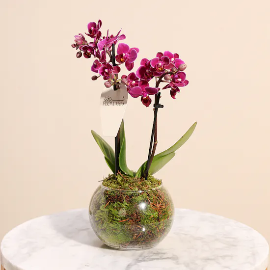 Purple Little Orchid