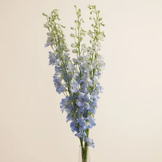 Light Blue Delphinium Vase