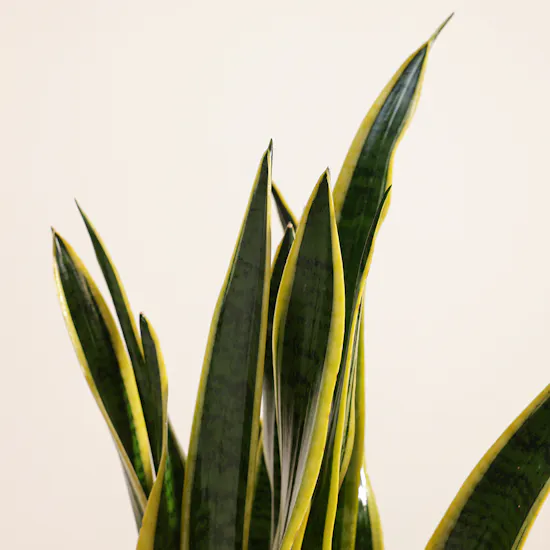 Sansevieria Laurentii