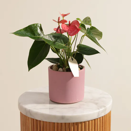 Fancy Pink Anthurium Plant