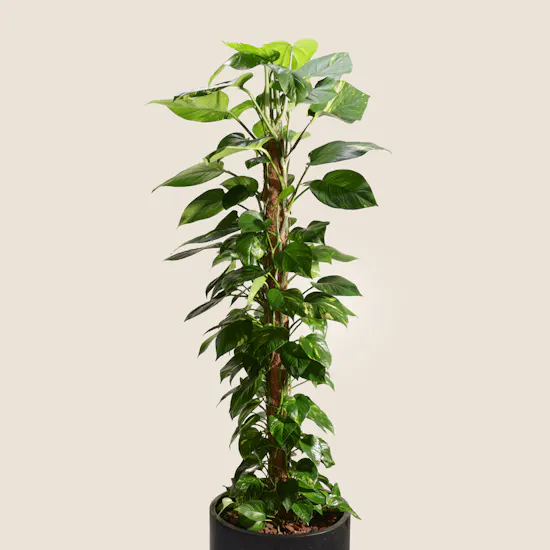 Lush Green Big Epipremnum Plant