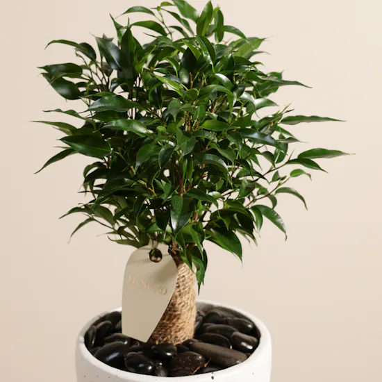 Delicate Ficus Benjamina Natasja Plant