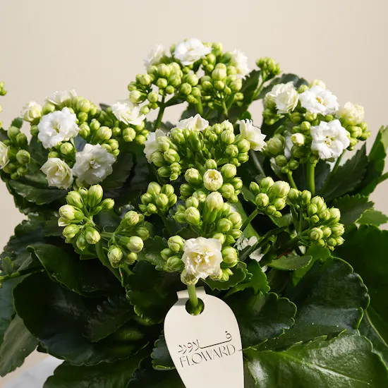 Cute White Kalanchoe Plant