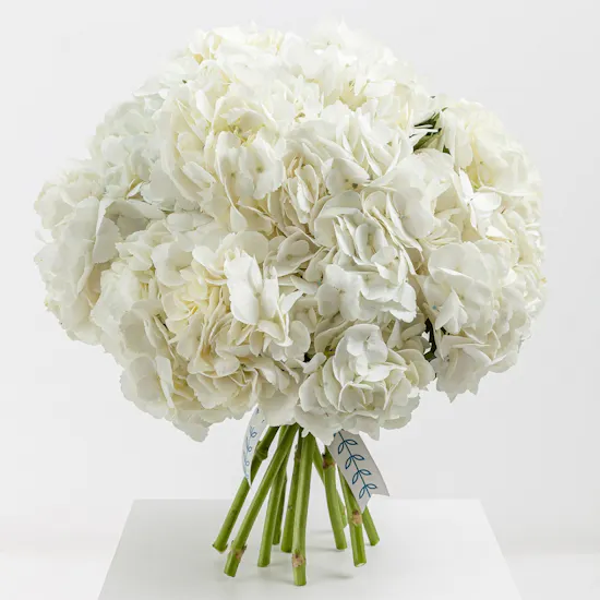 Hydrangea Dream